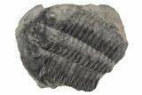 Upper Cambrain Trilobite (Elvinia) - British Columbia #212732-1
